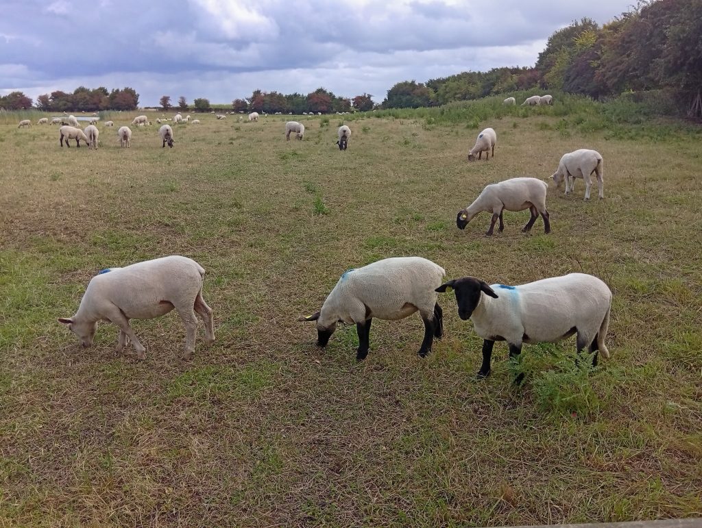 MOUTONS DE LA BAIE DE SOMME