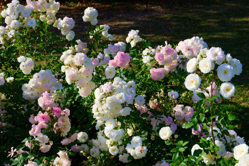 FESTIVAL DE LA ROSE