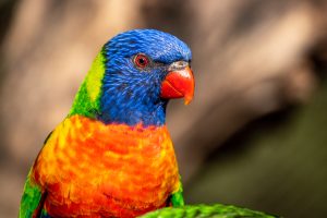 OISEAU